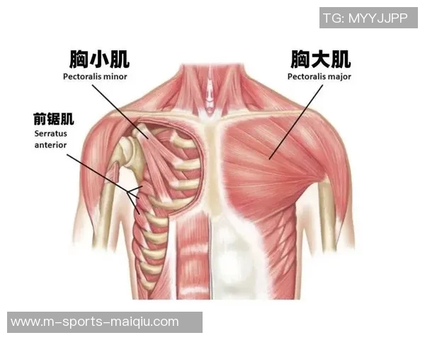 有效利用站立式哑铃锻炼胸肌的全方位训练方法与技巧分享